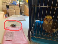 -北京观赏动物医院·24小时大型综合·猫专科·异宠专科