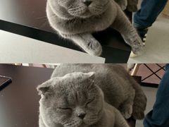 -我爱猫咪·猫咖·狗咖·安哥拉兔·羊驼咖(小寨华旗店)