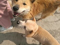 -成都爱之家动物救助中心