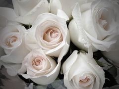 -循礼门鲜花花市(武汉循礼门店)