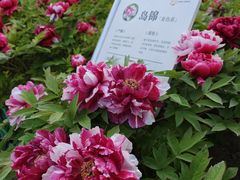 -太阳宫公园