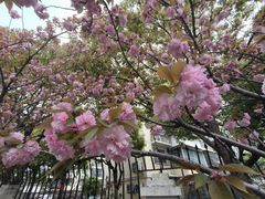 -高东镇樱花园