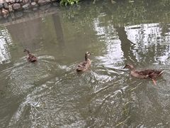 -洛阳市隋唐城遗址植物园
