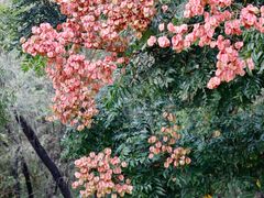 -莲花山公园
