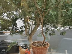 -杏林康桥中医正骨·体态矫正·跌打损伤·推拿按摩(国贸建外SOHO店)