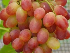 -马陆小张葡萄园农家乐