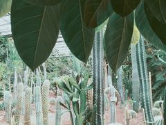 -呀路古热带植物园