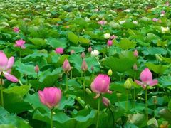 -荷塘月色湿地公园·向阳花洲