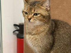 -楼上猫咖(罗湖店)