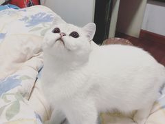 -奈斯宠物医院·核磁CT·异宠专科·内镜(中南店)