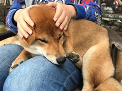 -柴犬高等学院·狗咖·柴犬售卖·宠物训练