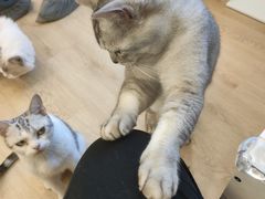 -有喵·猫咖·狗咖·30几只猫10只小狗(岗厦店)