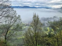 -桑洲油菜花景区
