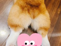 -柯斗斗主题餐厅·狗咖·围炉煮茶·茶饮(国瑞升平里店)