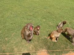-海南热带野生动植物园