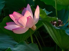 -莲花池公园