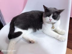 -李小姐の猫咖啡馆(五角场店)