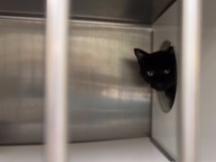 -安安宠医宠物医院·异宠·犬猫内科(岳阳分院)