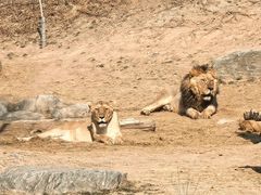 -北京野生动物园