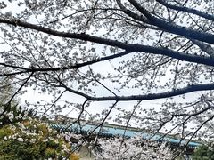 -武汉大学-樱园