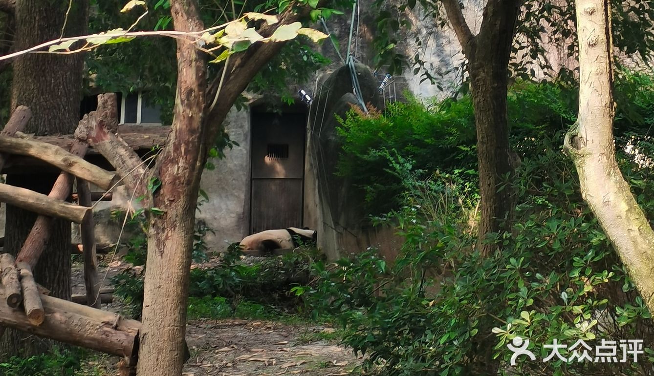 大熊猫
