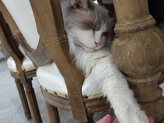 -共舞时光猫咖·狗咖(新街口店)