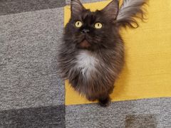 -米宠家·撸猫猫咖小萌宠·猫咪洗澡·猫咪寄养(高新大都荟店)