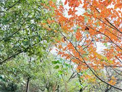 -杭州半山国家森林公园