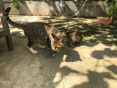-蟹道河蟹大米商行