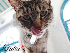 猫-Sirena海妖日咖夜酒