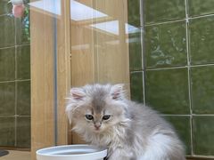 -帕帕拉兹宠物(亚洲旗舰店)