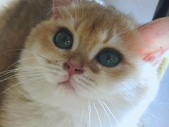 -猫腻·猫咖·撸猫馆(星光大道店)