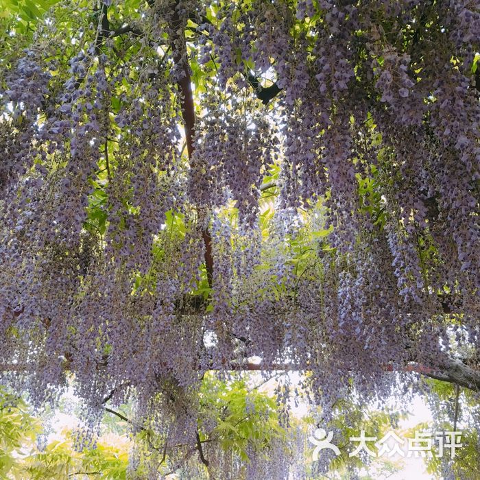 嘉定紫藤園圖片-北京公園-大眾點評網