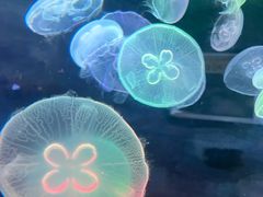 -泉城欧乐堡海洋极地世界