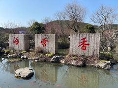 -香雪海