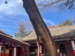 -少华山国家森林公园