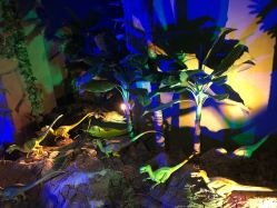 -恐龙探索乐园(磁器口店)