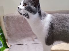-猫和宫(六道口店)