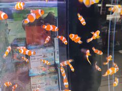 -青石桥花鸟鱼虫市场(叠翠城店)