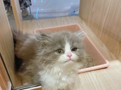 -屋虎猫馆(宝安大仟里店)