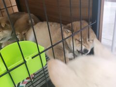 -柴犬小屋·柴餐厅·狗咖食堂(金鼎广场店)