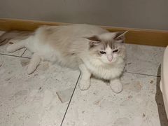-飞行喵MR PILOT|猫舍·猫咖(静安大融城店)
