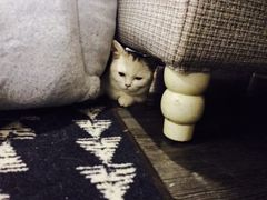 -吉丁鸟咖·异宠·寄养