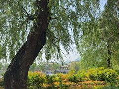 -泰山风景名胜区-虎山公园