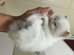 -北京观赏动物医院·24小时大型综合·猫专科·异宠专科