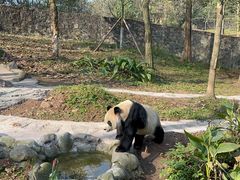 -都江堰中华大熊猫苑