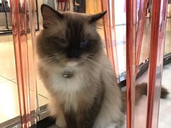 -糯米喵星人·撸猫猫舍咖啡馆(西市场嘉华店)