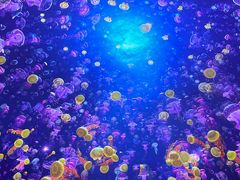 -海合安青岛极地海洋公园