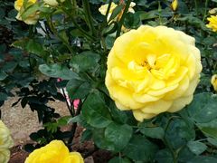 -人民公园(罗湖区)