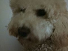 -严国平动物医院(德政总院)